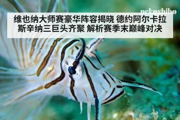 维也纳大师赛豪华阵容揭晓 德约阿尔卡拉斯辛纳三巨头齐聚 解析赛季末巅峰对决